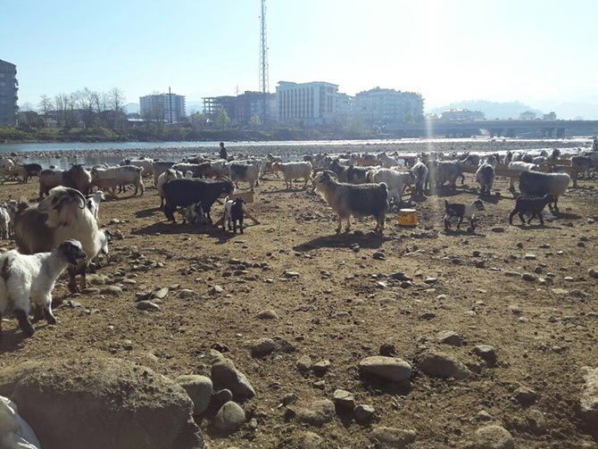 hayvanlar-001.jpg hayvanlar-001.jpg