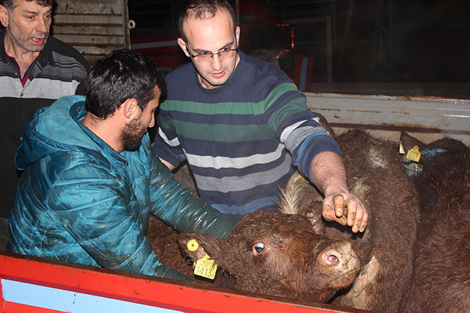 inek14.jpg inek14.jpg