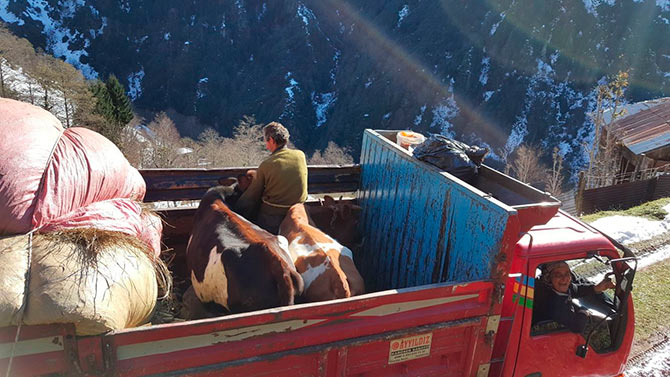 inekler4.jpg inekler4.jpg