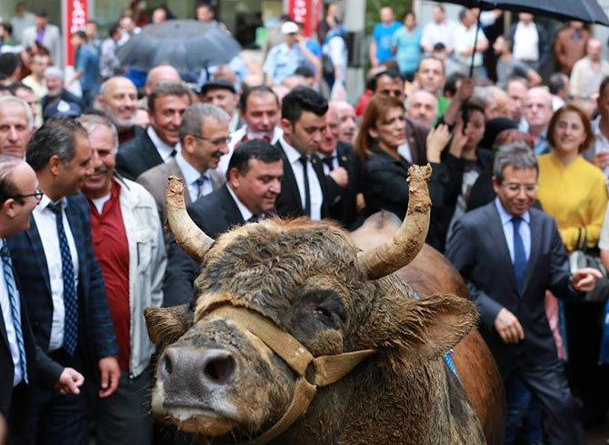 kafkasor5.jpg kafkasor5.jpg