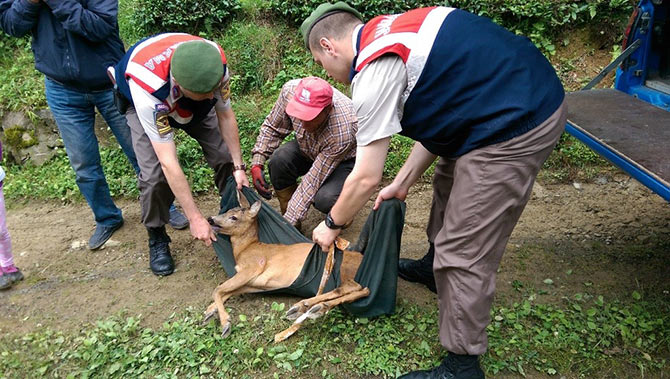 karaca-002.jpg karaca-002.jpg