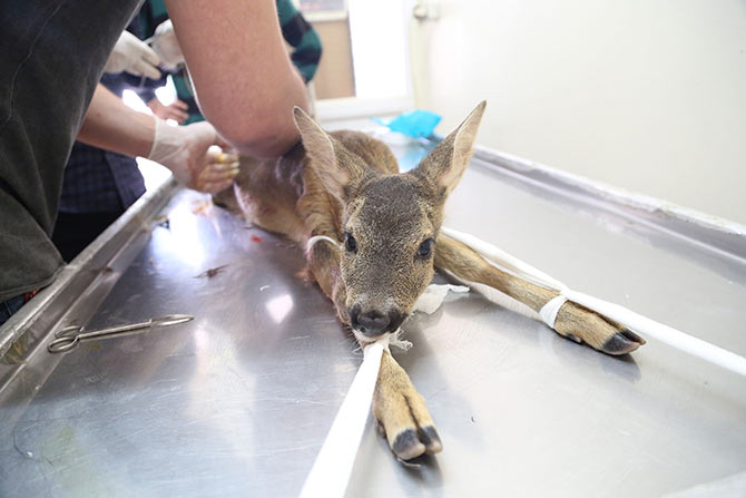 karaca1-001.jpg karaca1-001.jpg