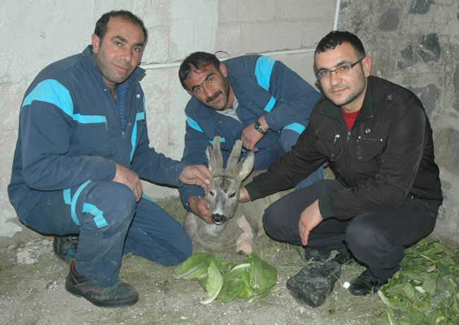 karaca1.20130130141911.jpg karaca1.20130130141911.jpg