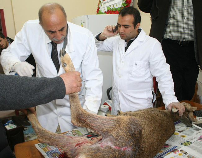 karaca1.jpg karaca1.jpg