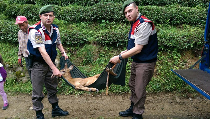 karaca2-002.jpg karaca2-002.jpg