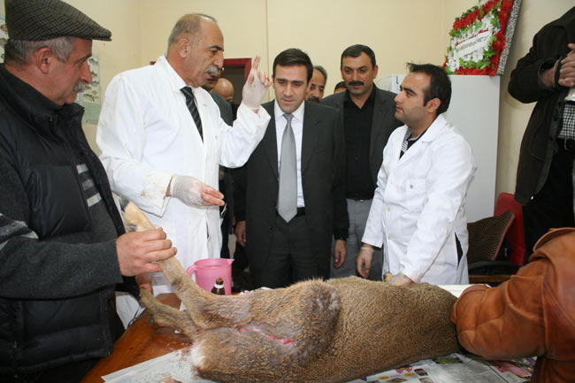 karaca2.jpg karaca2.jpg