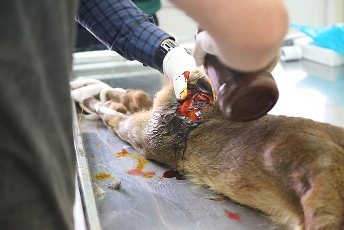 karaca3-001.jpg karaca3-001.jpg