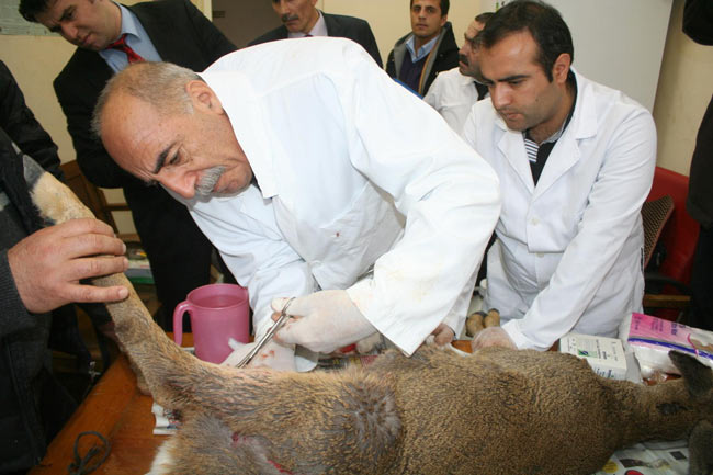 karaca3.jpg karaca3.jpg