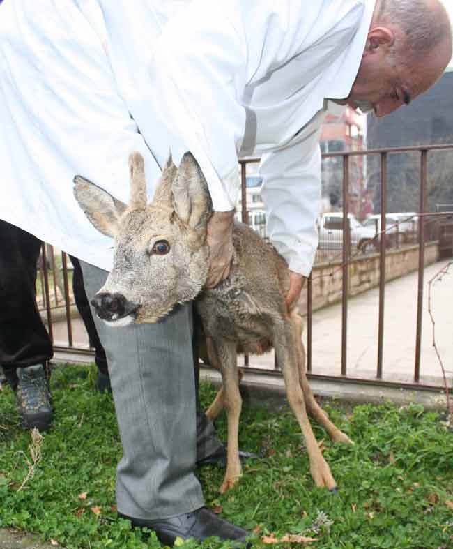 karaca4.jpg karaca4.jpg