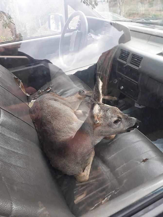 karaca5.jpg karaca5.jpg