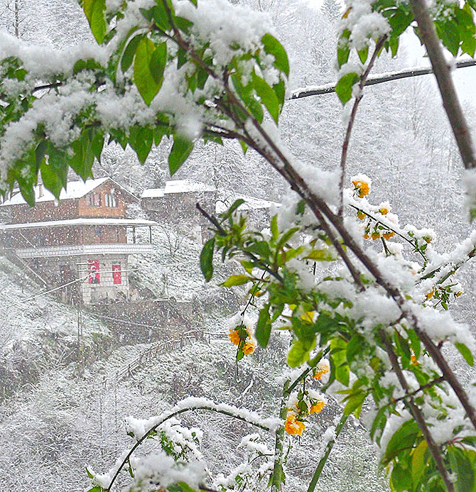 karcicekleri.jpg karcicekleri.jpg