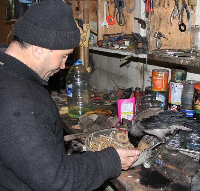 karga1.jpg karga1.jpg