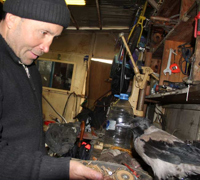 karga2.jpg karga2.jpg