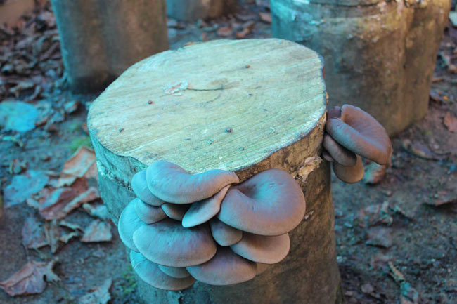 kayinmatari02.jpg kayinmatari02.jpg