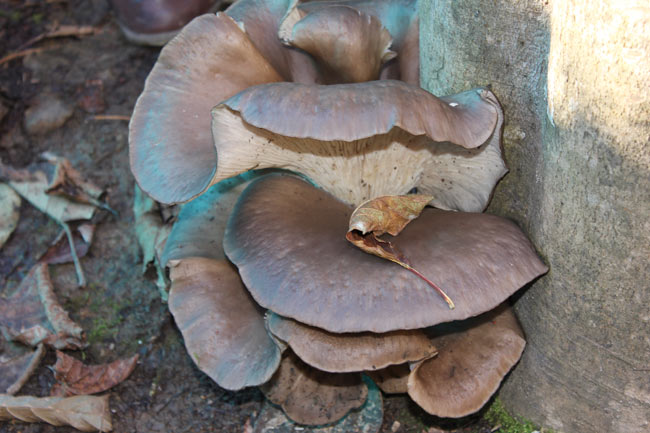 kayinmatari04.jpg kayinmatari04.jpg