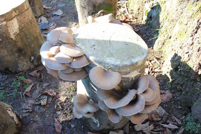 kayinmatari06.jpg kayinmatari06.jpg