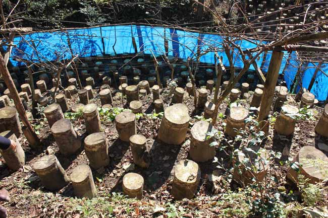 kayinmatari07.jpg kayinmatari07.jpg