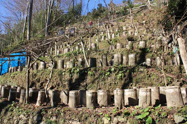 kayinmatari08.jpg kayinmatari08.jpg