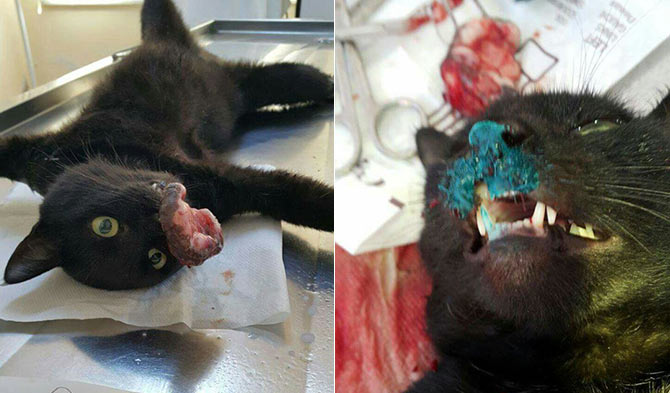 kedi1-001.jpg kedi1-001.jpg