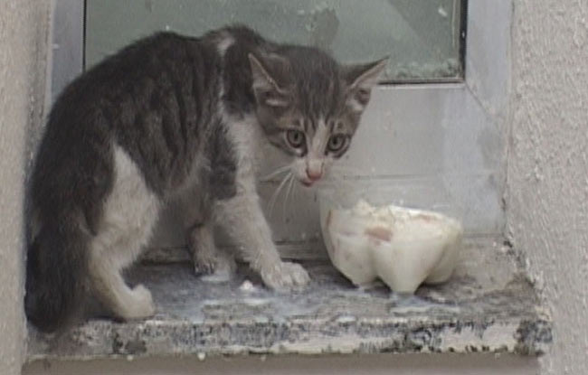 kedi1.20130716160818.jpg kedi1.20130716160818.jpg