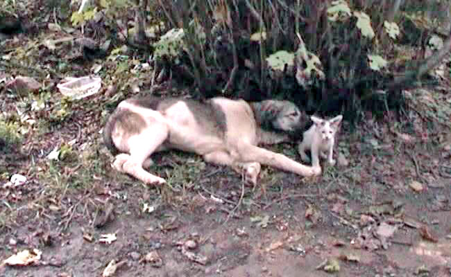 kedikopek01.jpg kedikopek01.jpg