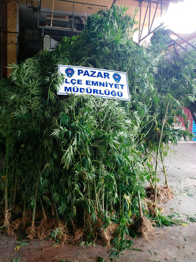 kenevir.jpg kenevir.jpg