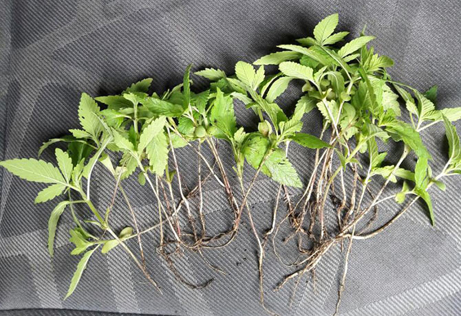 kenevir1.jpg kenevir1.jpg