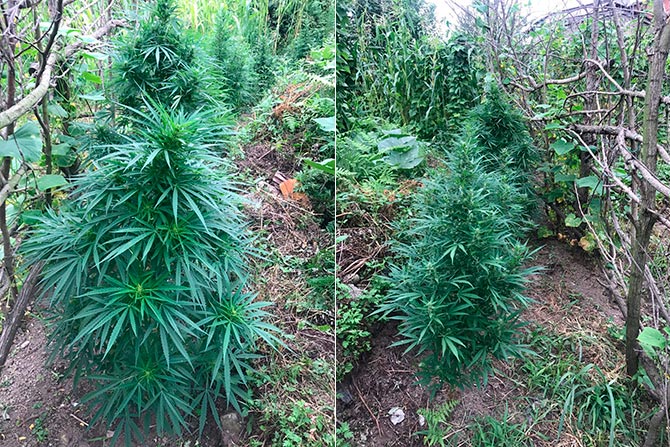 kenevir2-001.jpg kenevir2-001.jpg