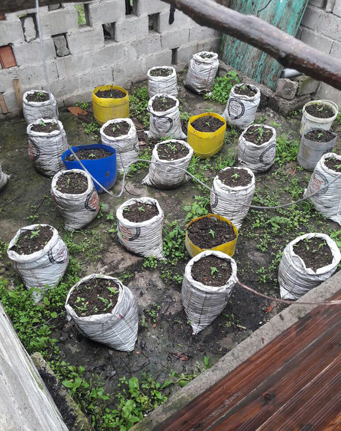 kenevir2.jpg kenevir2.jpg