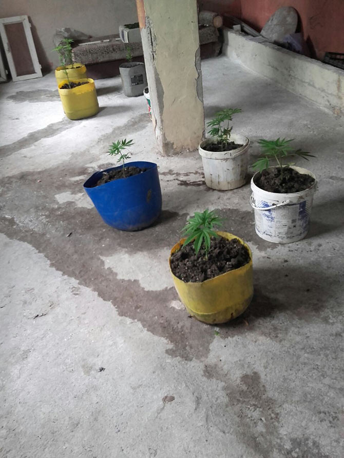 kenevir4.jpg kenevir4.jpg