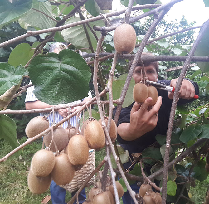 kivi-001.jpg kivi-001.jpg