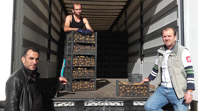 kivi1-002.jpg kivi1-002.jpg