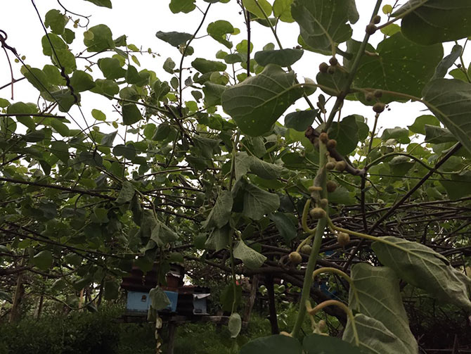 kivi1-003.jpg kivi1-003.jpg