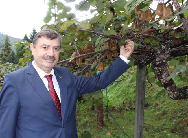 kivi1.20121115182730.jpg kivi1.20121115182730.jpg