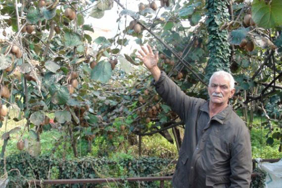 kivi1.20131027213140.jpg kivi1.20131027213140.jpg