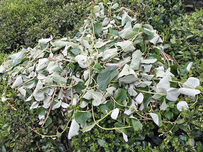 kivi2-003.jpg kivi2-003.jpg