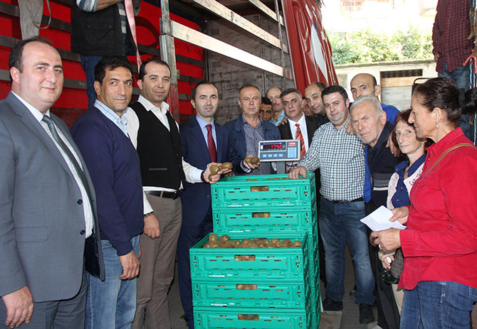 kivi2-004.jpg kivi2-004.jpg