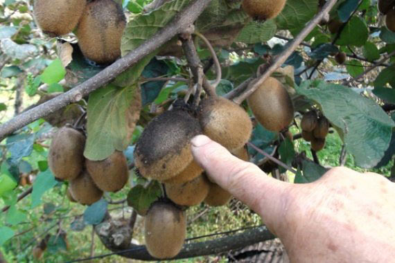 kivi2.20131027213152.jpg kivi2.20131027213152.jpg