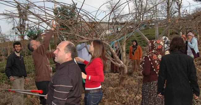 kivide-kis-budamasi1.jpg kivide-kis-budamasi1.jpg