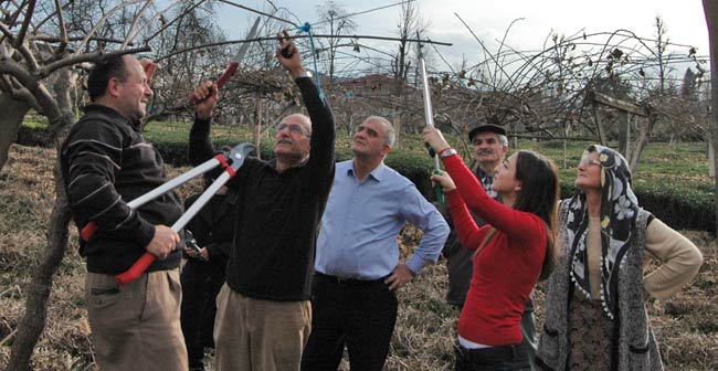 kivide-kis-budamasi2.jpg kivide-kis-budamasi2.jpg