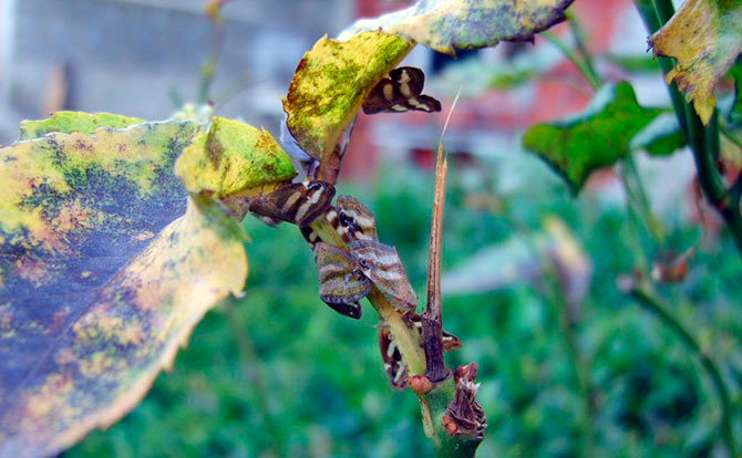 klbk1-001.jpg klbk1-001.jpg