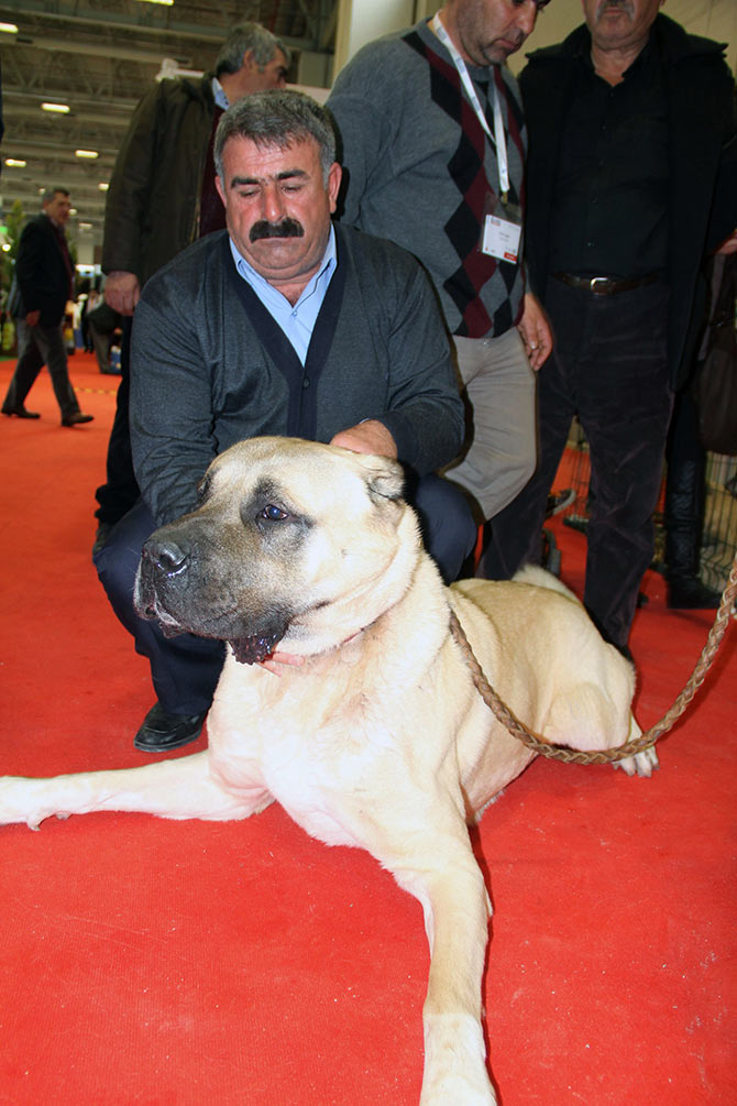 koipek.jpg koipek.jpg