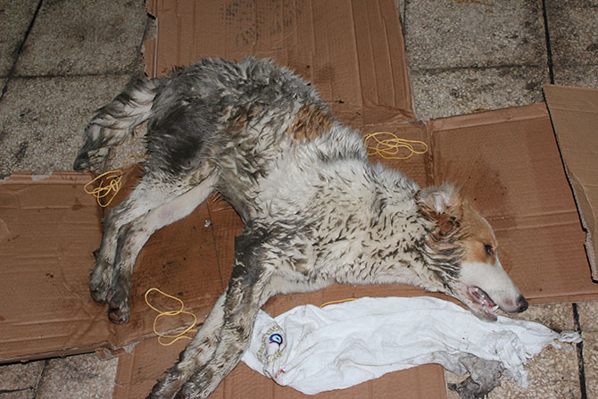 kop1-001.jpg kop1-001.jpg