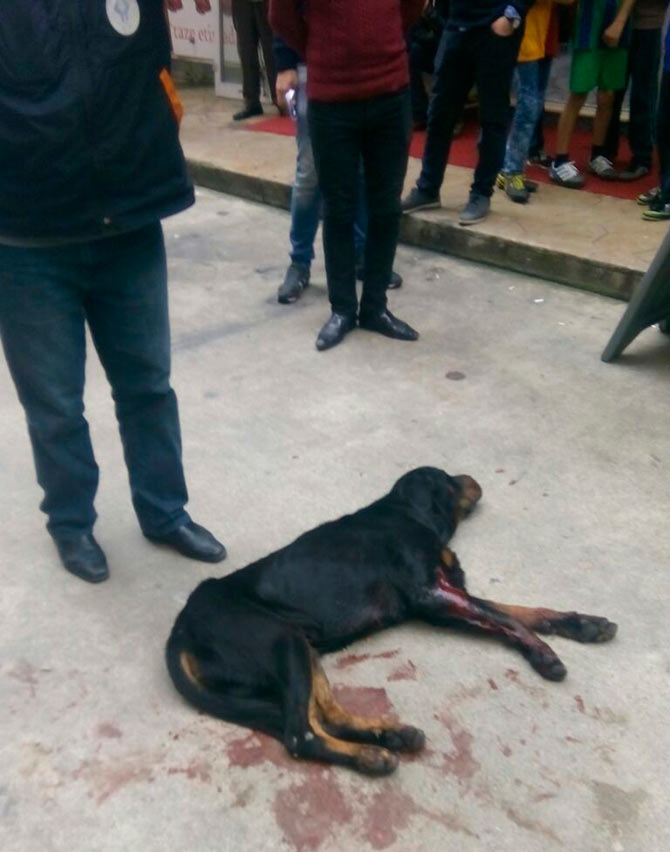 kopek-001.jpg kopek-001.jpg