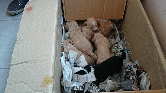 kopek2-001.jpg kopek2-001.jpg