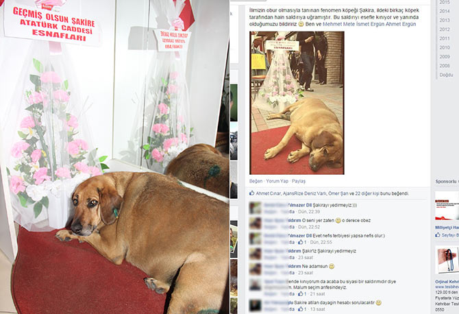 kopek2-002.jpg kopek2-002.jpg