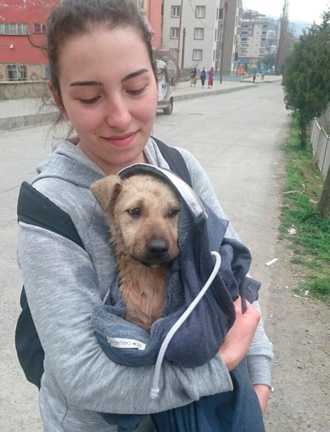 kopek2-004.jpg kopek2-004.jpg