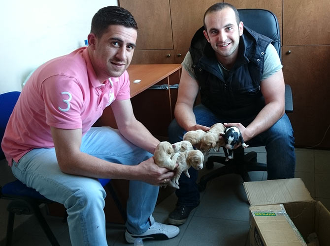 kopek3-001.jpg kopek3-001.jpg