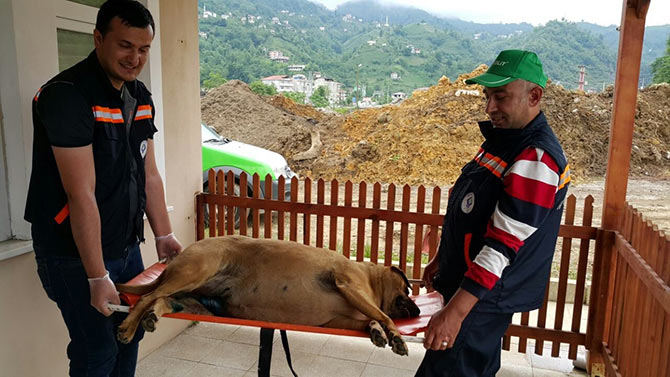 kopek3-002.jpg kopek3-002.jpg