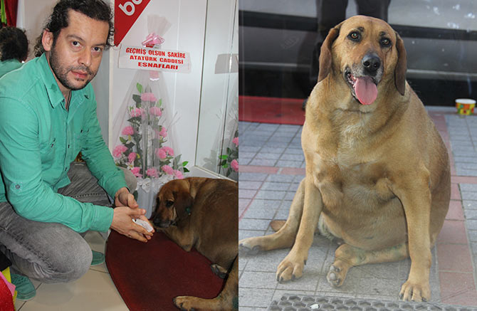 kopek4.jpg kopek4.jpg